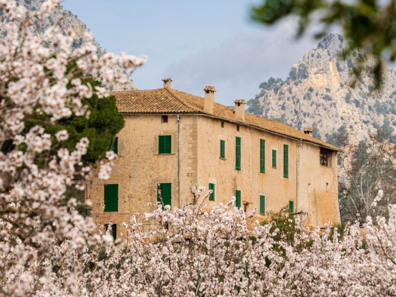 Mandelblüte auf Mallorca.