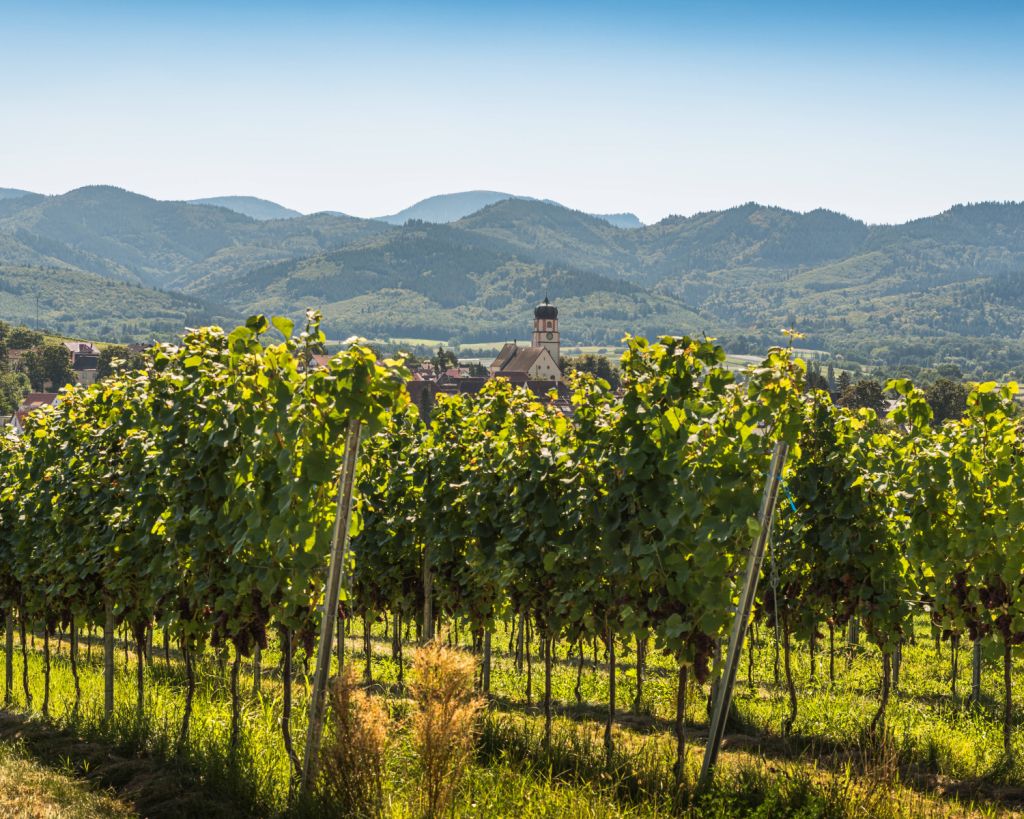 Am Kaiserstuhl gedeihen Wei&szlig;-, Grau- und Sp&auml;tburgunder.