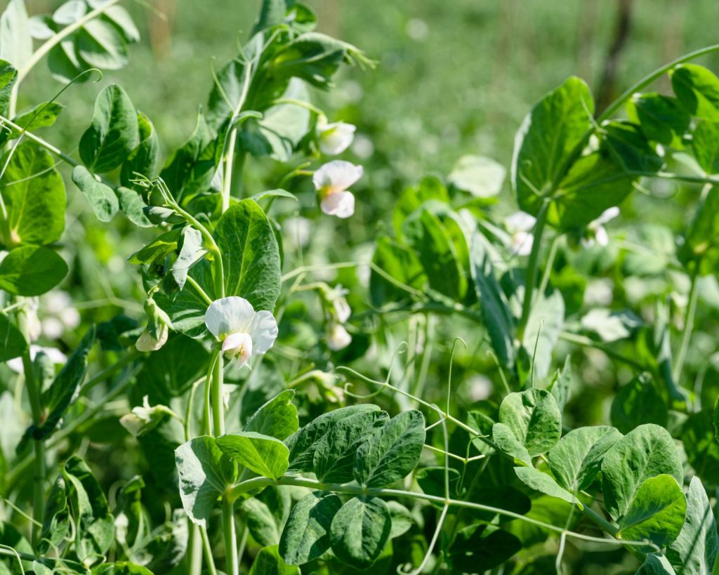 Bl&uuml;hende K&ouml;rnererbsen