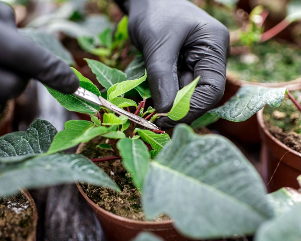 Pflanze wird beschnitten