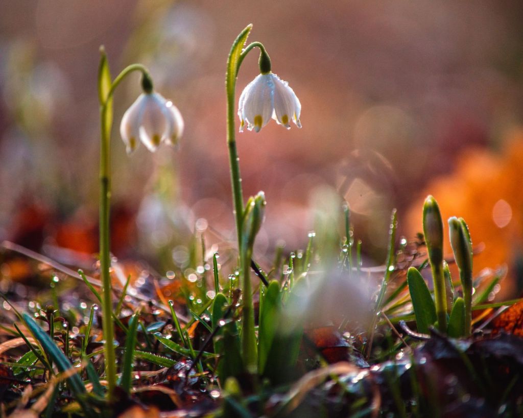 Schneegl&ouml;ckchen