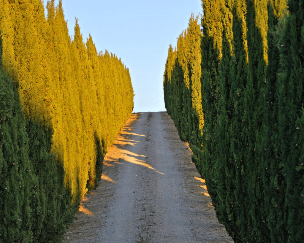 Die Toskana ist ein vielf&auml;ltiges Reiseziel mit wundersch&ouml;nen Landschaften, ber&uuml;hmten Weinen und vielen Kultursch&auml;tzen.