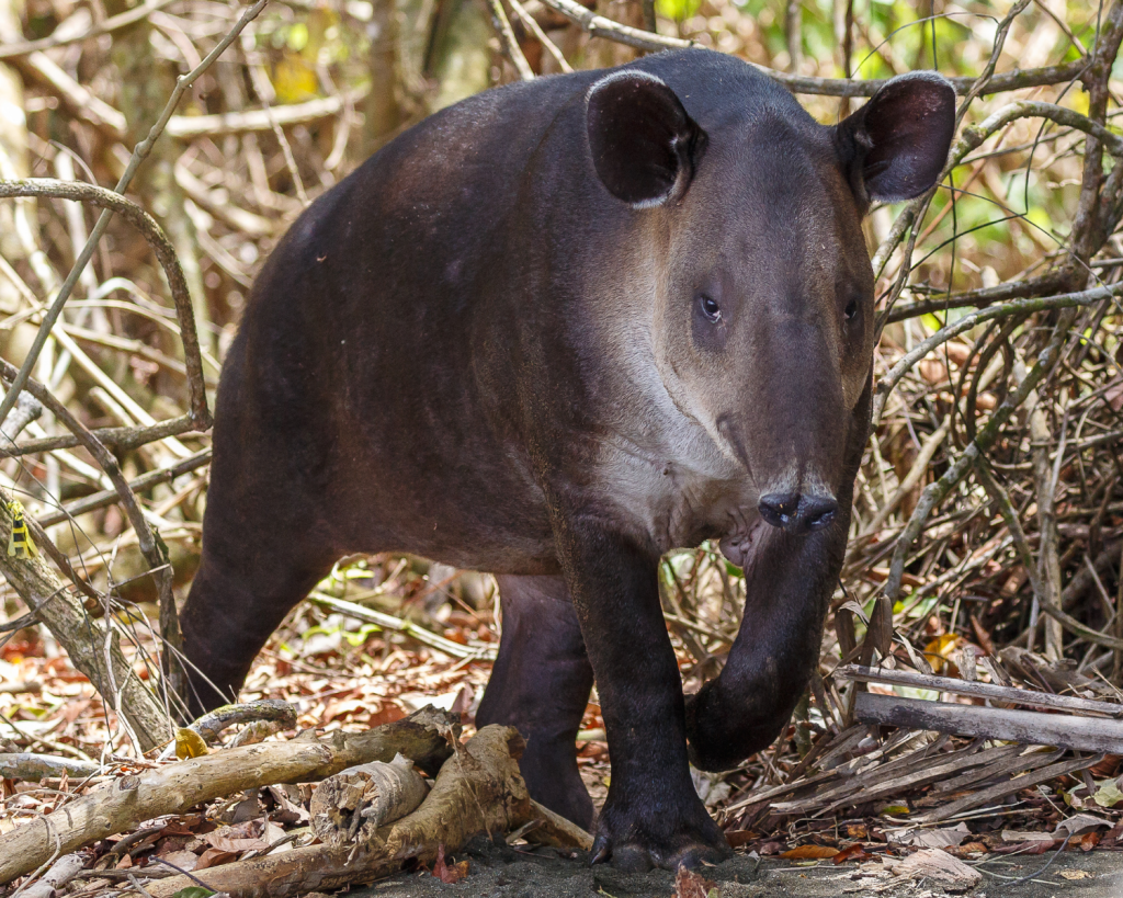 Die Osa Halbinsel im Süden Costa Ricas zählt zu den ursprünglichsten Gegenden des Landes und verspricht einzigartige Naturphänomene.