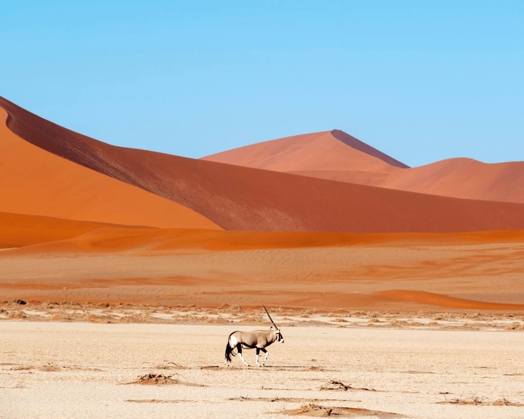 Der markante Oryx-Antilope ist Namibias Wappentier. Sie verk&ouml;rpert die Besonderheiten des Landes wie kein anderes Tier. Diese gro&szlig;e Antilope mit ihren markanten langen H&ouml;rnern kann in Bedingungen &uuml;berleben, in denen keine andere Antilope es k&ouml;nnte. 
