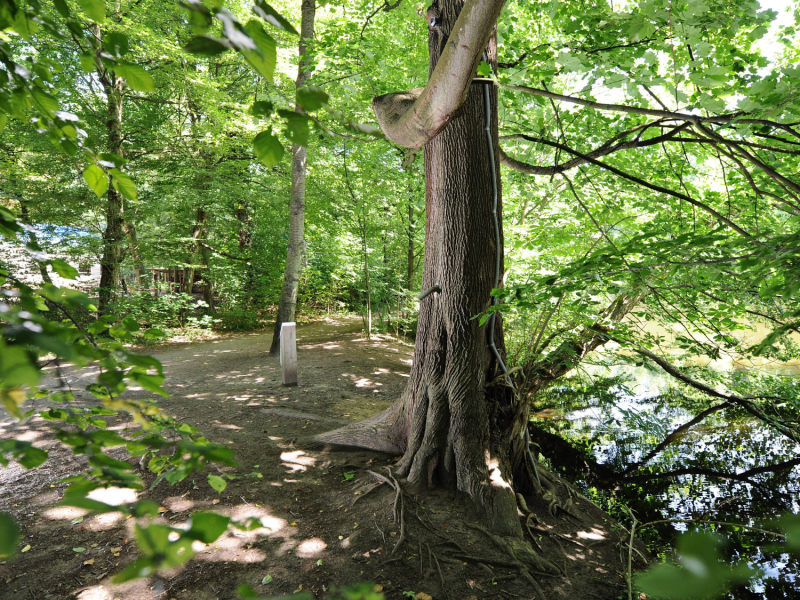 Kuriose Sehenswürdigkeit? Dieser Baum macht Passanten nass – das steckt dahinter!