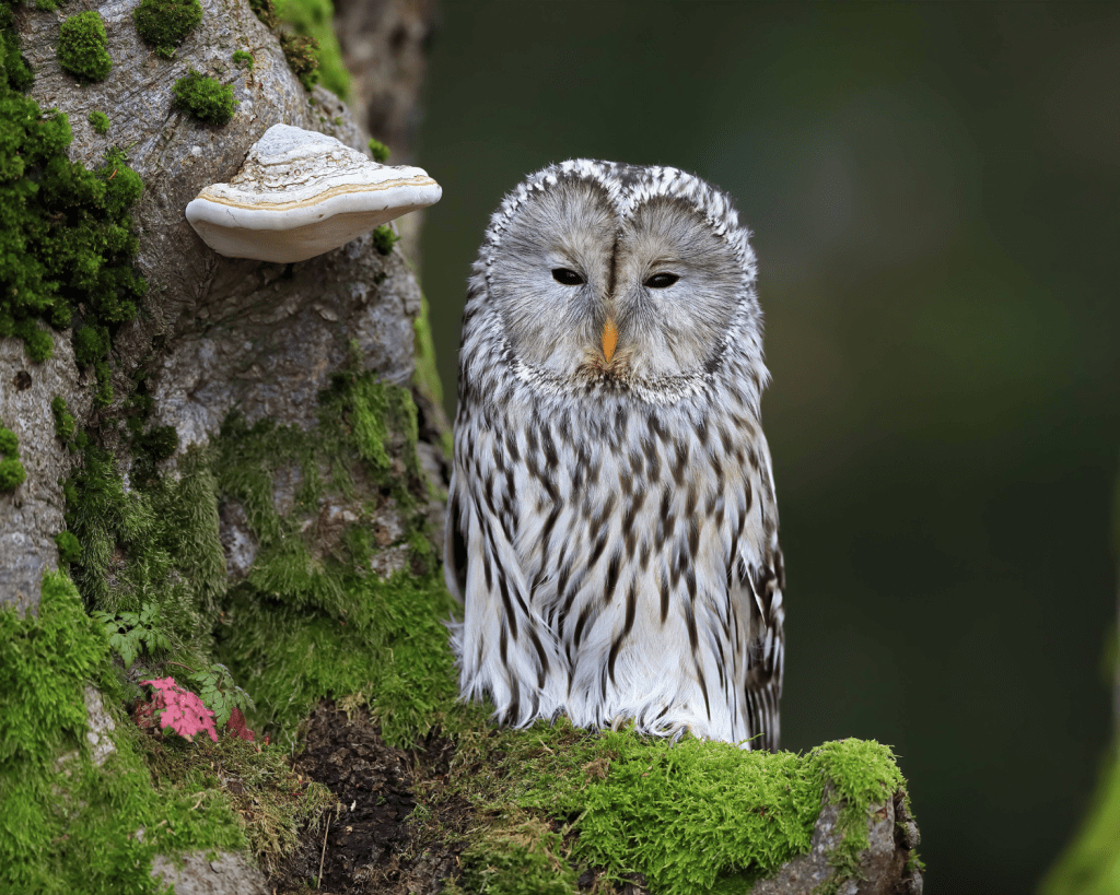 Der Böhmerwald ist die Heimat von zahlreichen Tieren. Neben Elchen leben hier Luchse, Flussotter, Schwarzstörche, Wölfe und Wildkatzen.