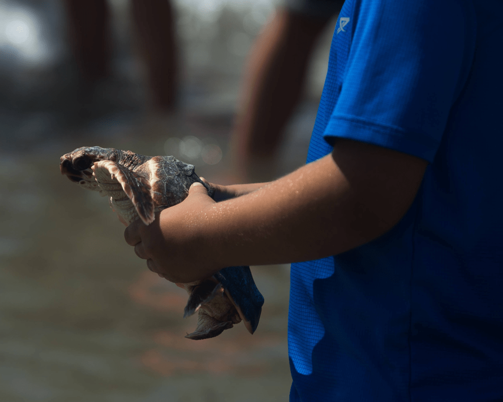 Auf Maio niestet die zweitgr&ouml;&szlig;te Population der Caretta-Caretta-Schildkr&ouml;ten.
