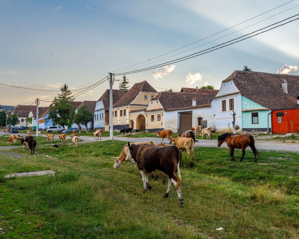 K&uuml;he auf den Stra&szlig;en von Viscri