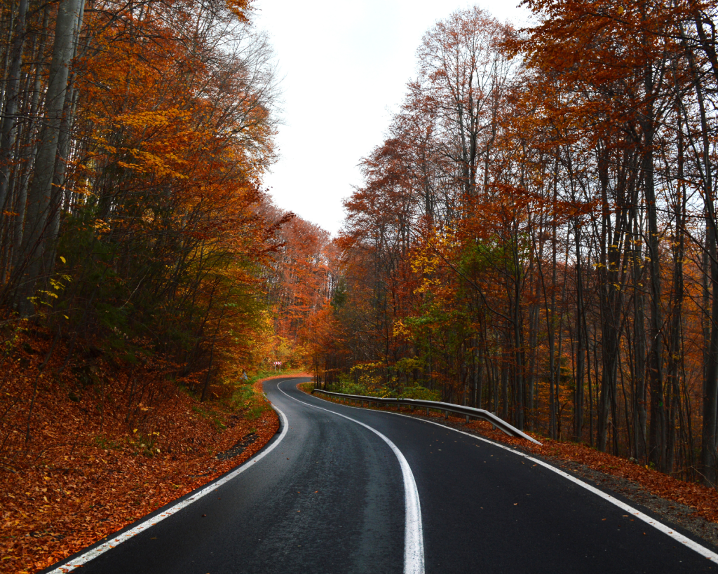 3. Wildwechsel &ndash; fahre im Herbst besonders aufmerksam.