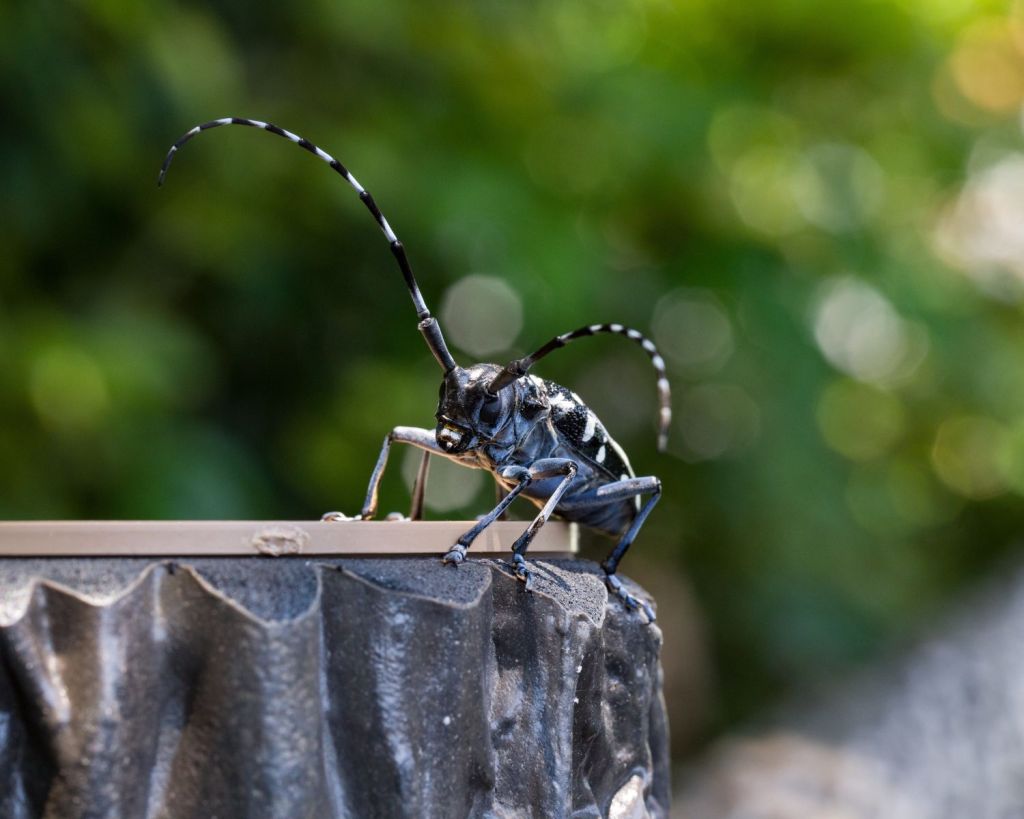 Asiatischer Laubholzk&auml;fer