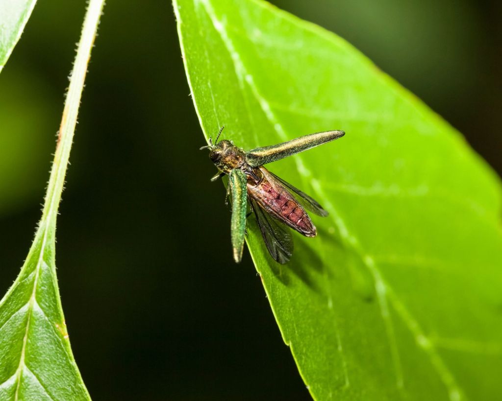 Asiatischer Eschenprachtk&auml;fer