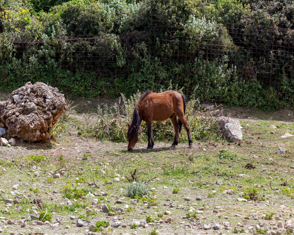 Die Skyros Ponys sind eine der kleinsten Pferderassen der Welt.