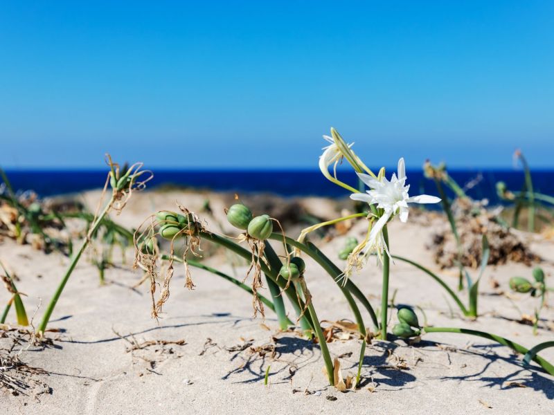 Strandlilie am Meer