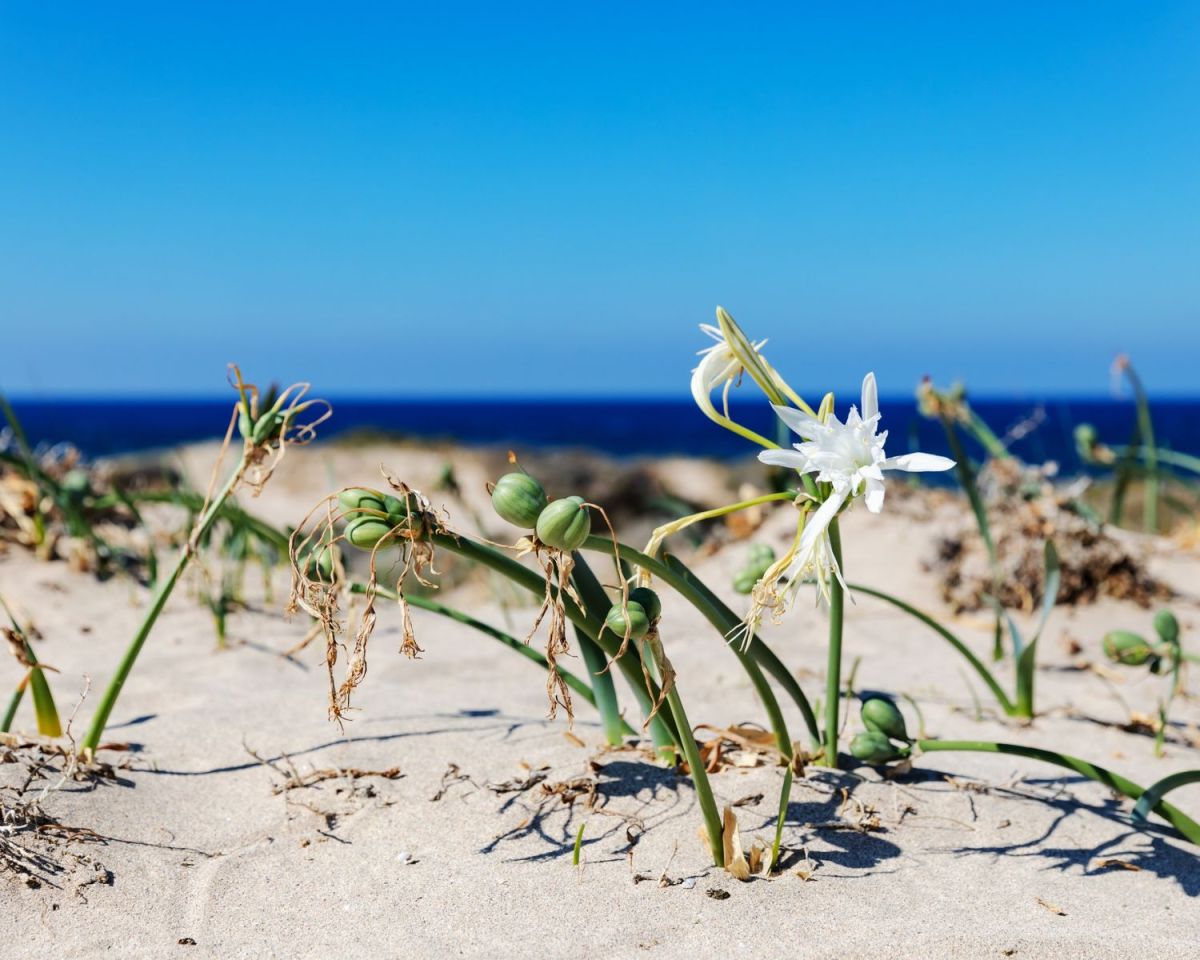 Strandlilie am Meer