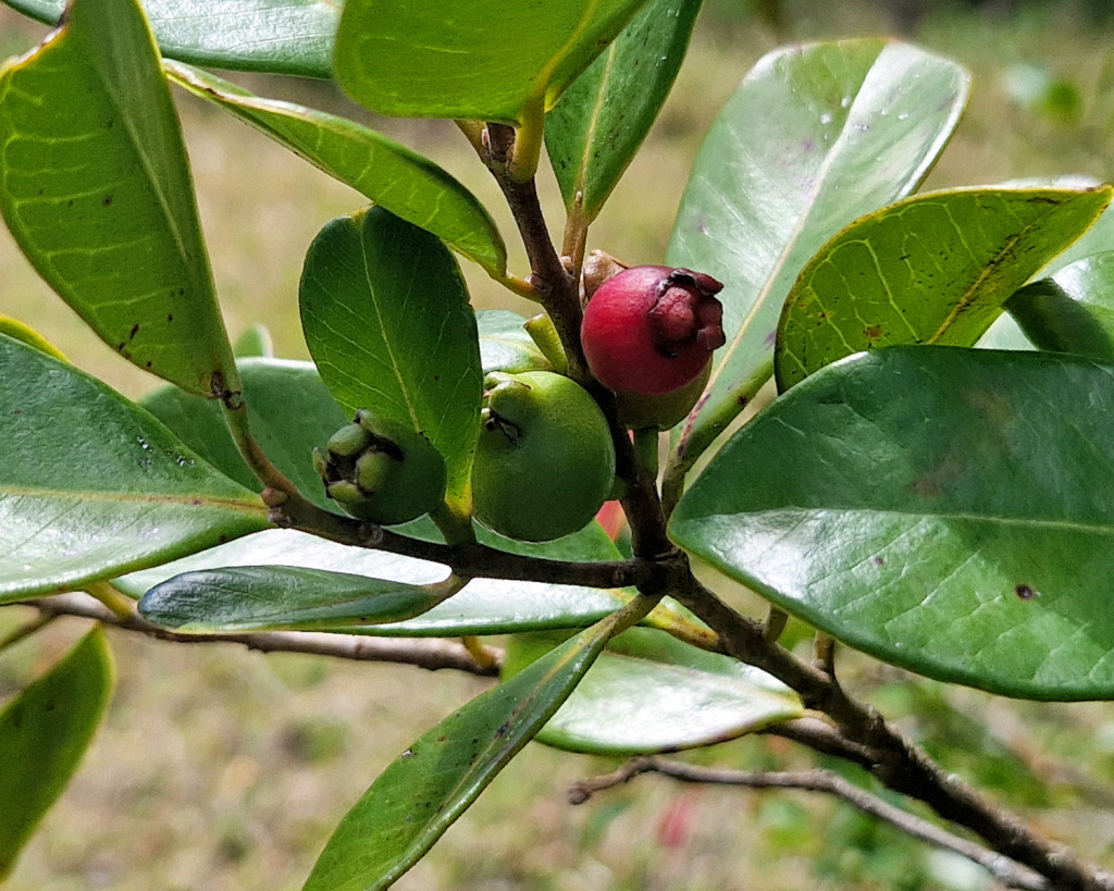 Die Komoren weisen eine &uuml;ppige und vielf&auml;ltige Vegetation auf, die von tropischen W&auml;ldern und Savannen bis zu K&uuml;sten&ouml;kosystemen wie Mangroven reicht. 