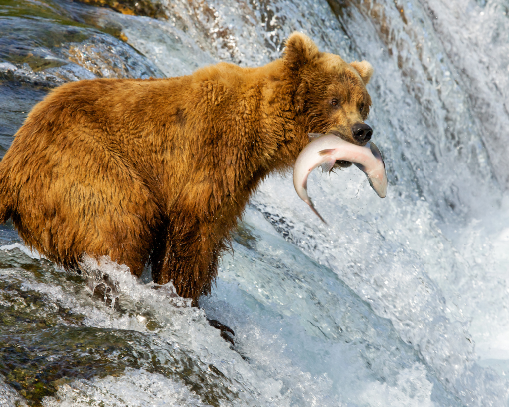 Im Alaskas Katmai Nationalpark leben die meisten Braunbären der Welt.