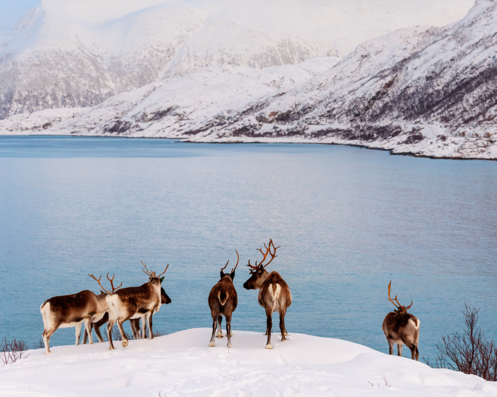 Was wäre ein Urlaub in Norwegen ohne Rentiere? Inzwischen kannst du die Tiere an vielen Orten und Farmen live sehen.