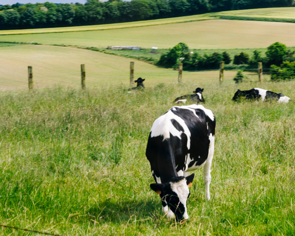 Camembert wird traditionell aus Kuhmilch hergestellt, entweder aus Rohmilch oder aus pasteurisierter Kuhmilch.