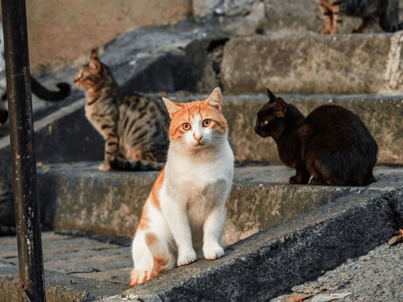 Mehr Katzen als Menschen: Auf dieser Insel haben die Fellnasen das Sagen – und nicht jeder ist willkommen!