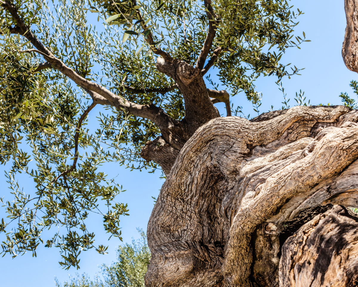 Geheimtipp Griechenland: Dieser Baum trägt seit 2000 Jahren Früchte – und ist einer der ältesten der Welt!