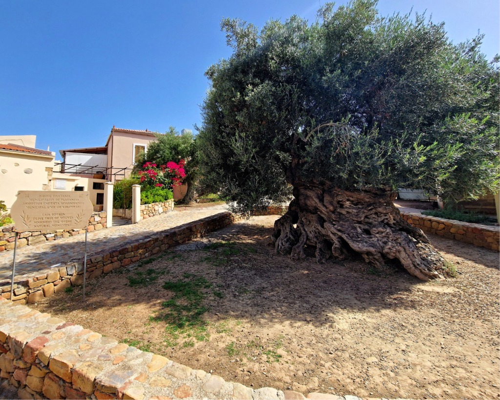 Das Besondere: Der Baum tr&auml;gt bis heute Fr&uuml;chte.