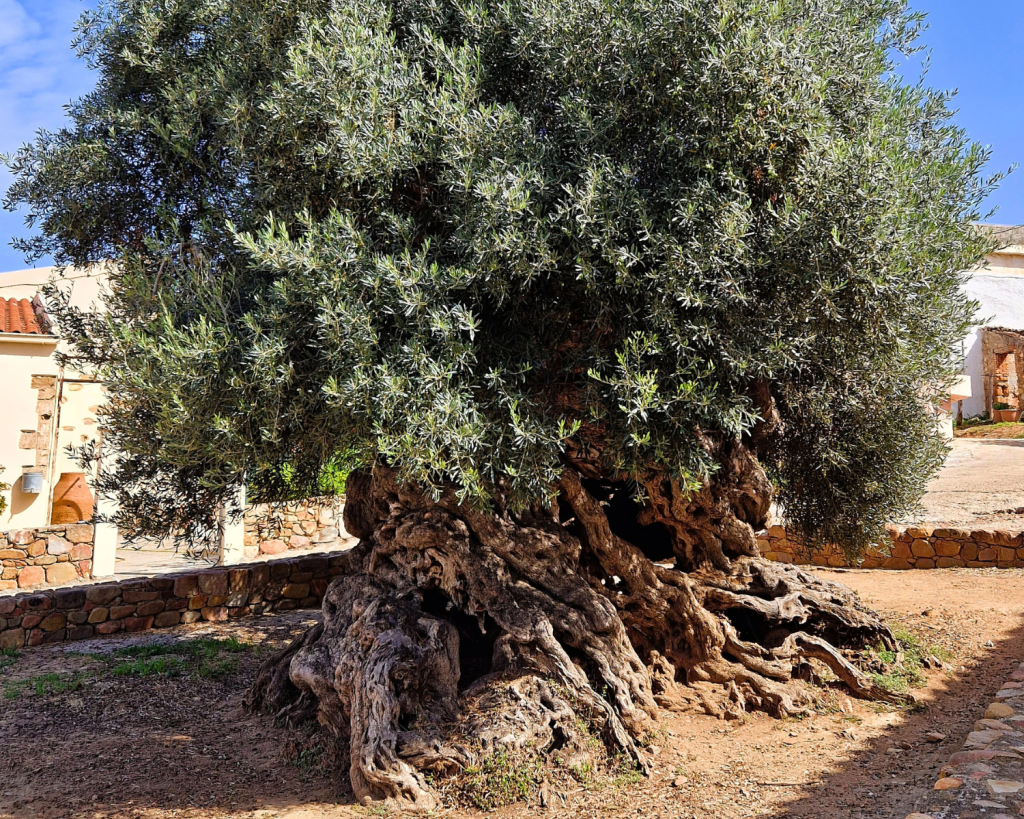 Der Olivenbaum von Vouves auf Kreta gilt als der &auml;lteste der Welt, mit einem Alter von mindestens 2000 Jahren, m&ouml;glicherweise aber auch 3.000 bis 5.000 Jahren.