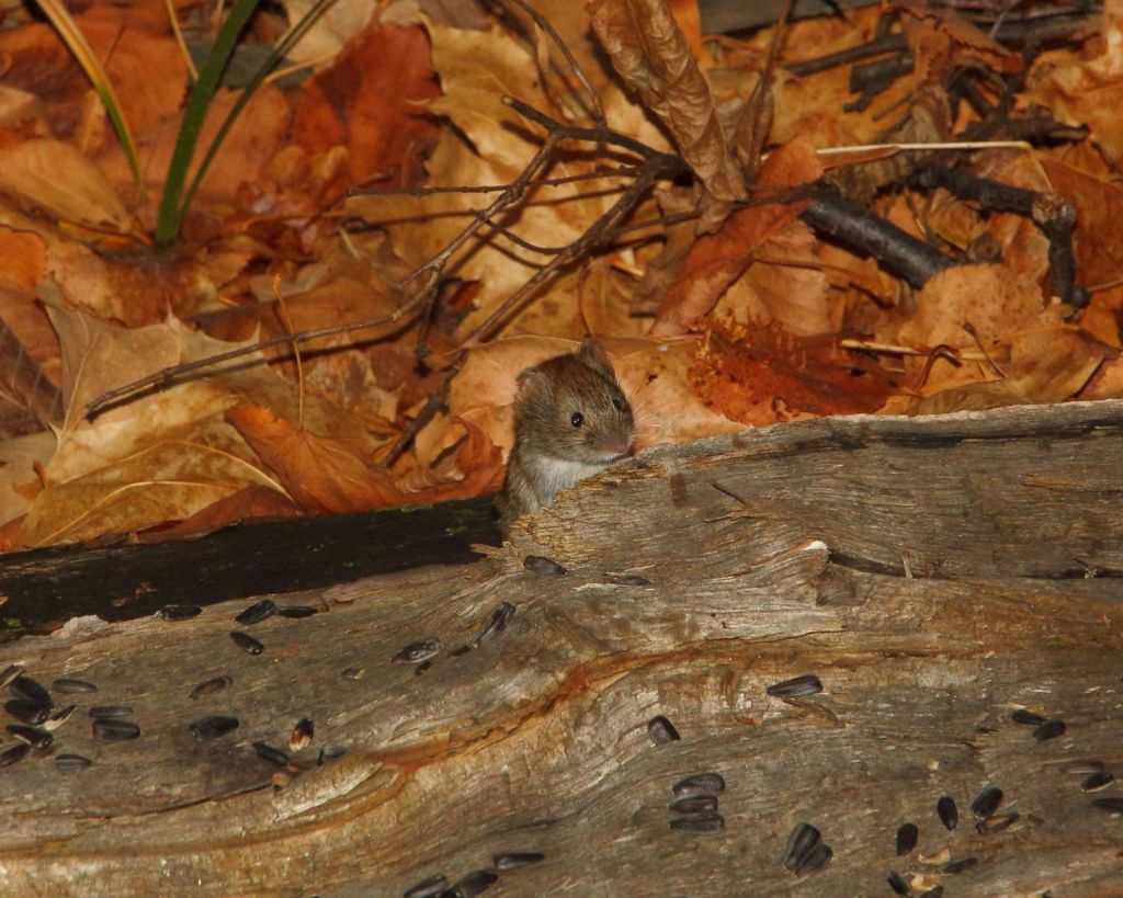 W&uuml;hlmaus im Herbst