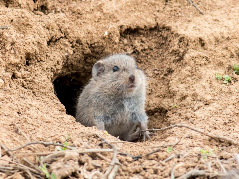 Wühlmaus schaut aus einem Erdloch