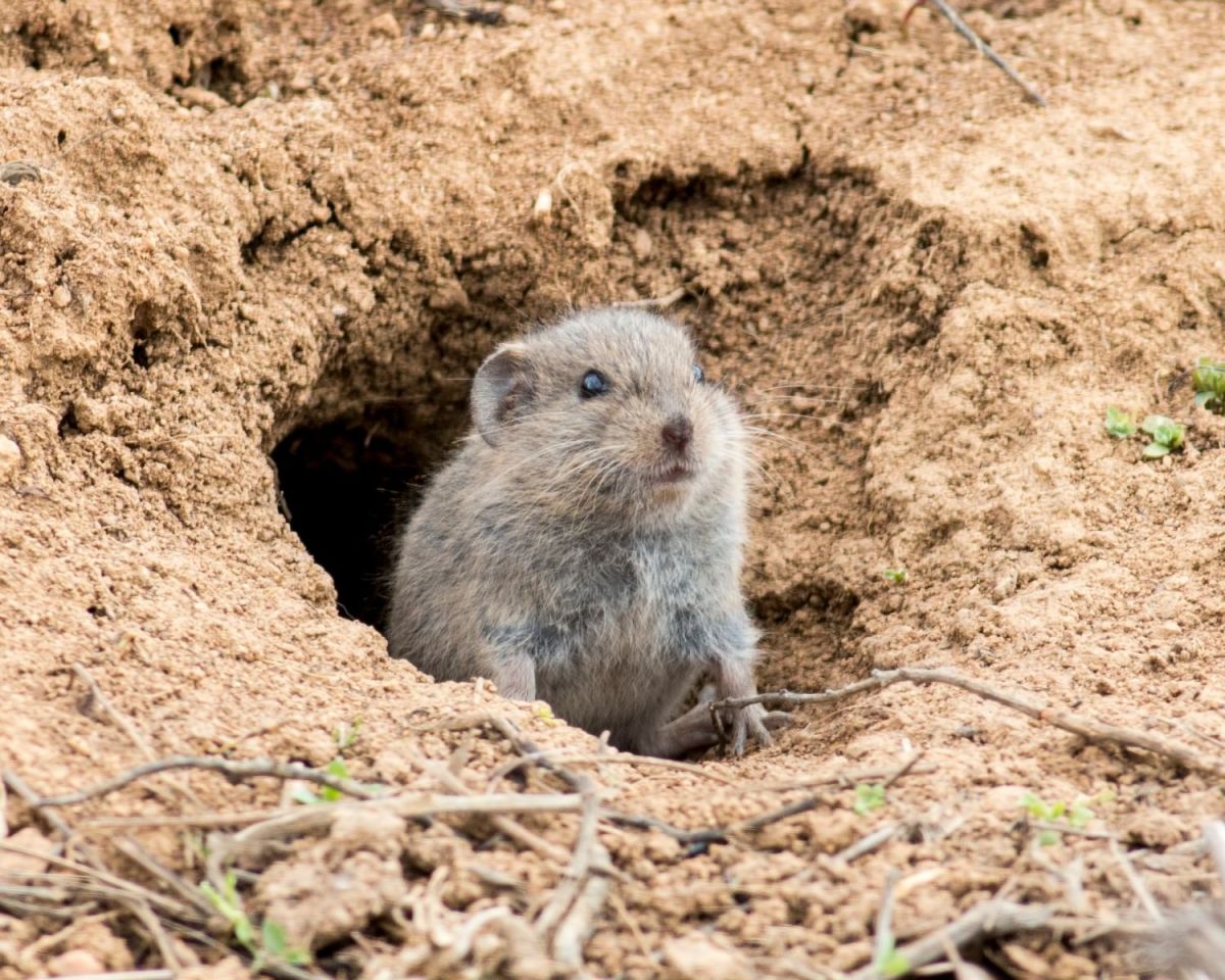 Wühlmaus schaut aus einem Erdloch