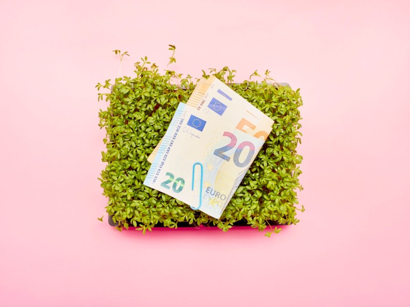 Draufsicht auf Kresse und Euro-Banknoten vor rosa Hintergrund.