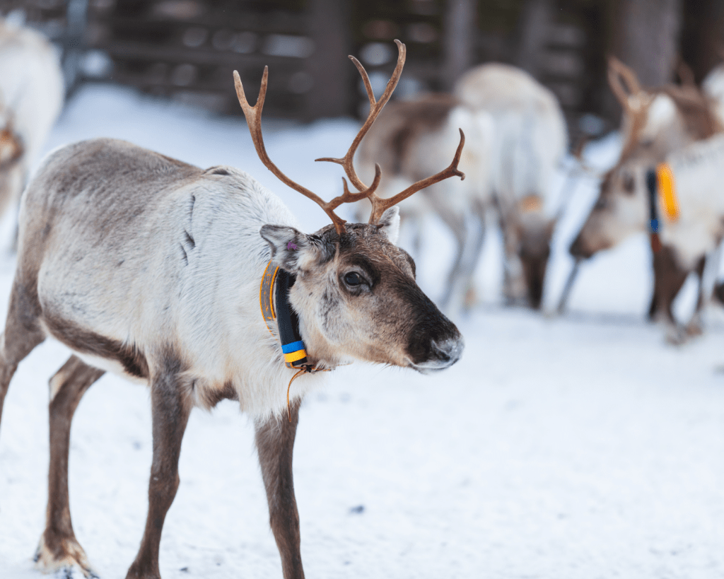 Du wolltest schon immer Rentiere sehen? Die gibt es in Schwedisch Lappland auch!