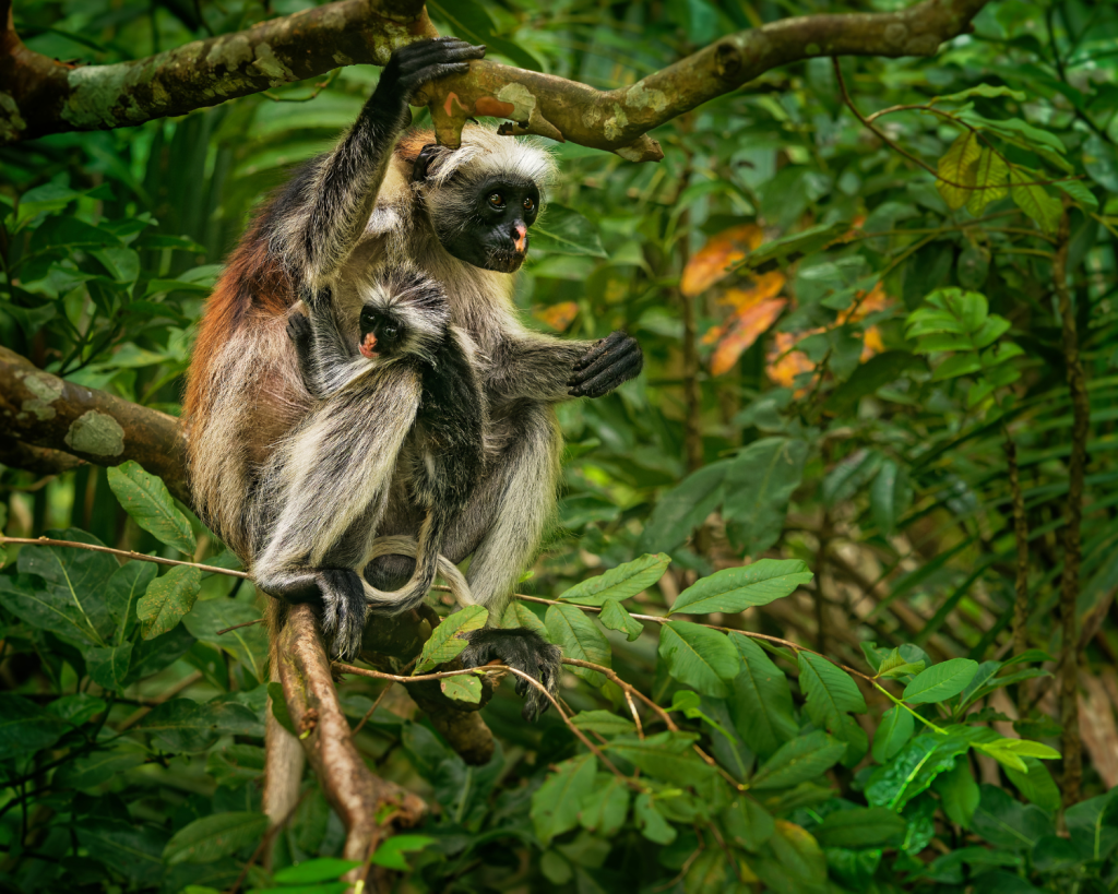 Der Jozani Forest Nationalpark ist bekannt f&uuml;r die Roten Colobus Affen, welche lange Zeit vom Aussterben bedroht waren.