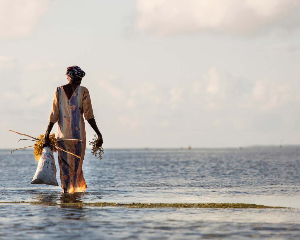Die Zucht von Rotalgen ist lukrativ f&uuml;r den Export, und auf Sansibar k&uuml;mmern sich vor allem Frauen um den Anbau im Meer.