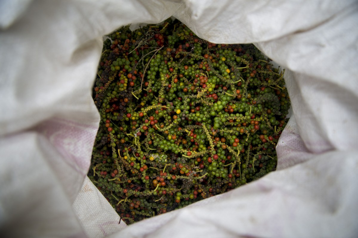 Pfeffer Körner in einem Sack