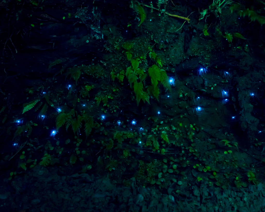 Unter den gr&uuml;nen H&uuml;geln der Waitomo-Region verbirgt sich ein Labyrinth aus H&ouml;hlen, Karsttrichtern und unterirdischen Fl&uuml;ssen.