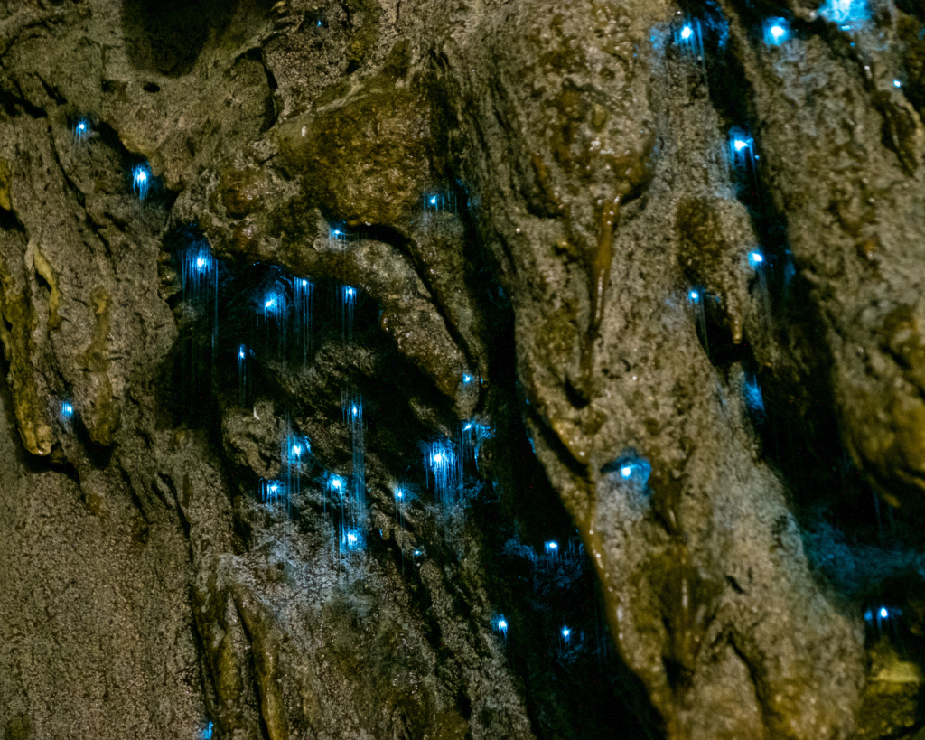 Die Waitomo Caves befinden sich im s&uuml;dlichen Waitomo District der Nordinsel von Neuseeland, 12 km nordwestlich von Te Kūiti, am Te Araroa Trail.