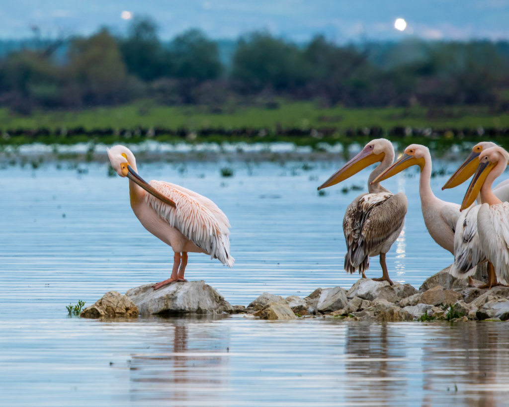 Der Kerkini-See in Griechenland ist ein wichtiger Lebensraum f&uuml;r Krauskopf- und Rosapelikane, besonders im Winter und zur Brutzeit; Besucher k&ouml;nnen die gro&szlig;en V&ouml;gel bei Bootstouren beobachten.