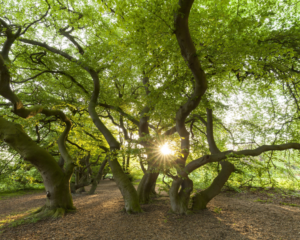 Die S&uuml;ntelbuchenallee ist rund 300m lang und ist weltweit die einzige Formation dieser Art von alten S&uuml;ntelbuchen (fagus sylvatica suentelensis). 