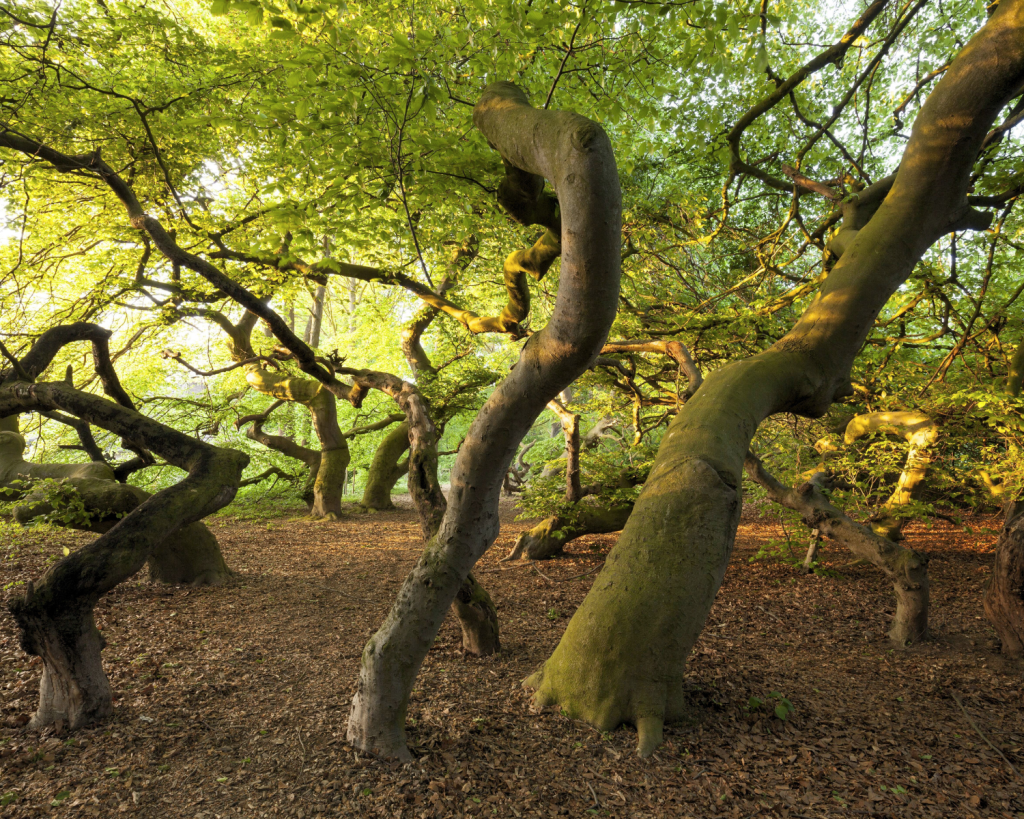 Die S&uuml;ntelbuchenallee ist ein Wahrzeichen der Stadt Bad Nenndorf im Landkreis Schaumburg in Niedersachsen.